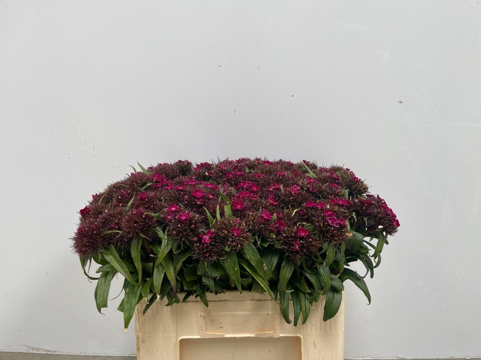 <h4>DI BARB B PURPER</h4>