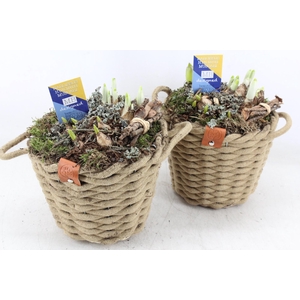 arr4 Bollenmix MB - Wolmand bruin kl. x3