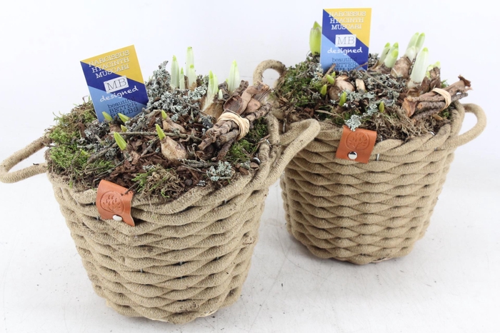 <h4>arr4 Bollenmix MB - Wolmand bruin kl. x3</h4>