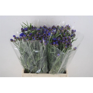 Centaurea Blue Carpet