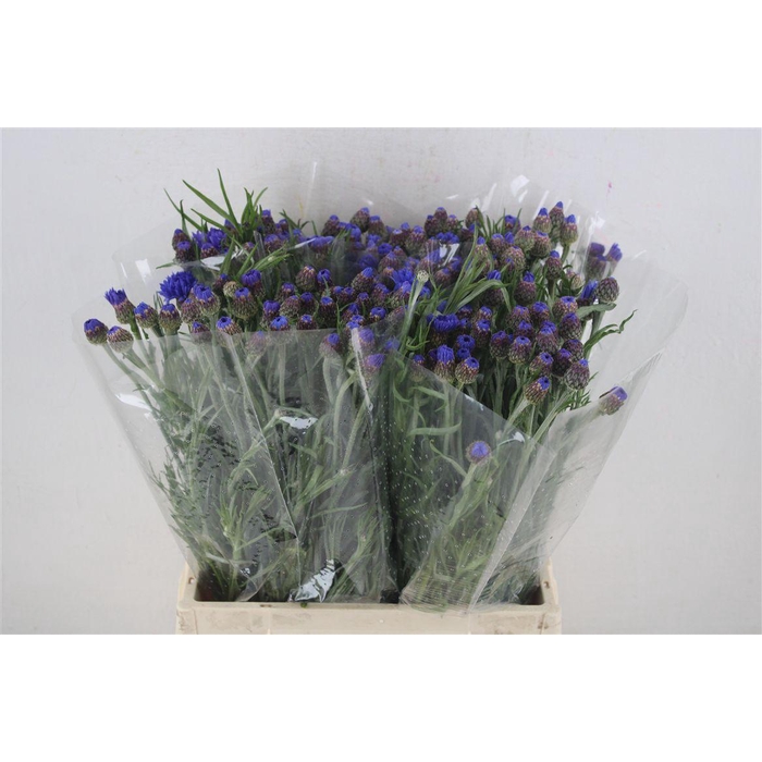 <h4>Centaurea Blue Carpet</h4>