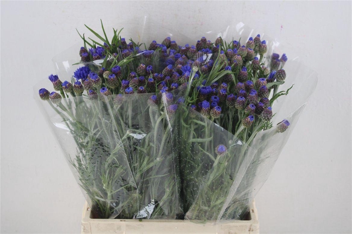 <h4>Centaurea Blue Carpet</h4>