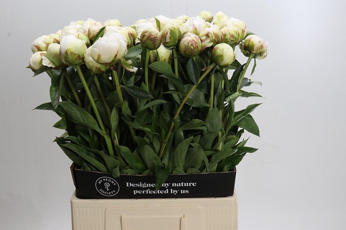 <h4>Paeonia Bowl Of Cream</h4>