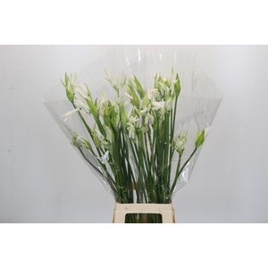 Nerine Adele