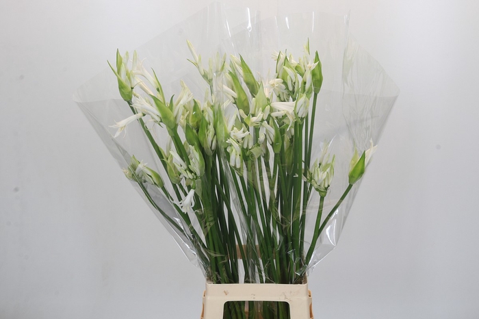 <h4>Nerine Adele</h4>
