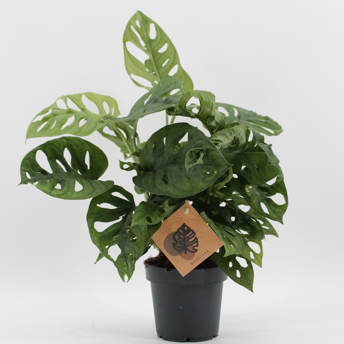 <h4>Monstera Monkey Leaf</h4>