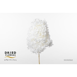 Dried Bleached Hydrangea Tower White XXL