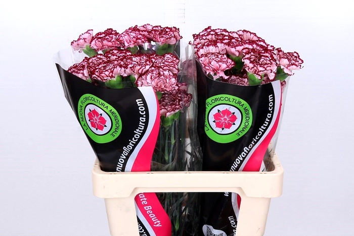 <h4>Dianthus St Bacarat</h4>