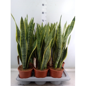 Sansevieria trifa. 'Laurentii'