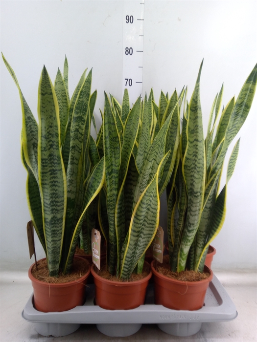<h4>Sansevieria trifa. 'Laurentii'</h4>