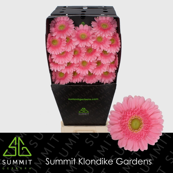 <h4>Ge Mi Juna Diamond Summit</h4>