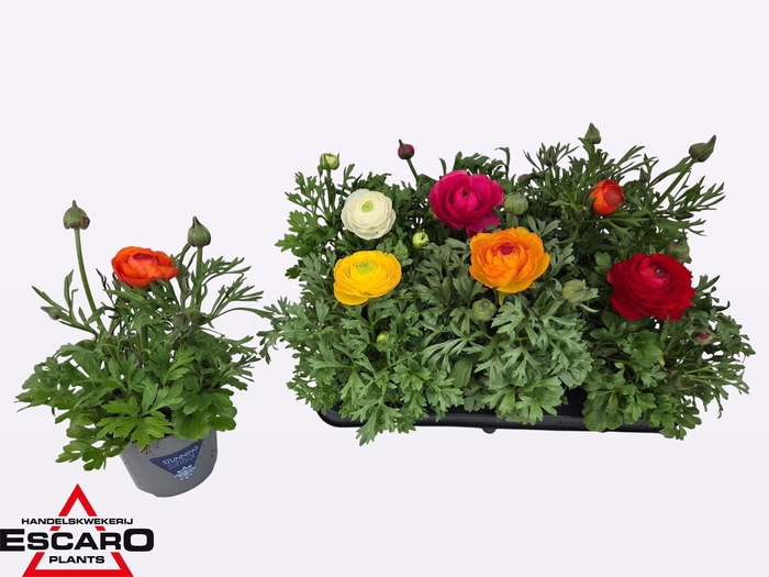 <h4>RANUN SPRINK GEM</h4>