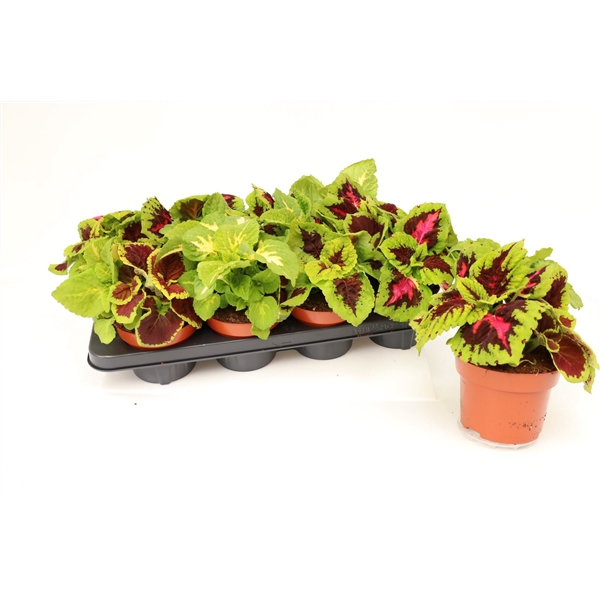 <h4>Coleus Kong Mix</h4>