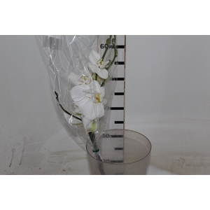 PHALAENOPSIS BRANCO