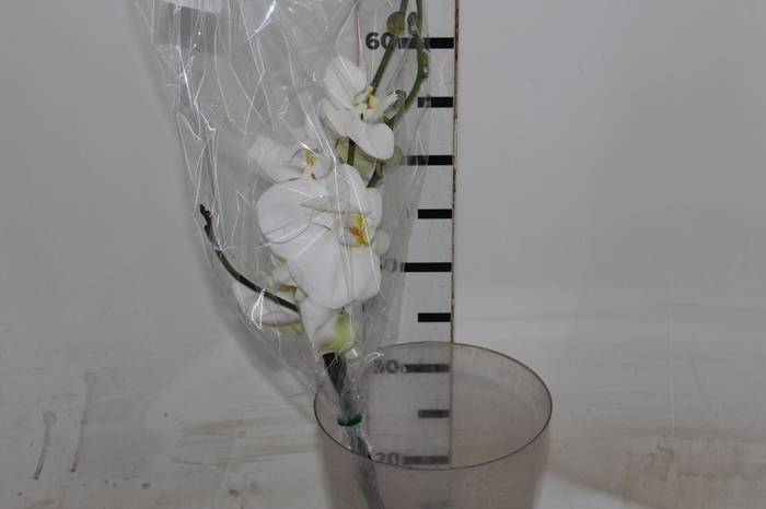<h4>PHALAENOPSIS BRANCO</h4>