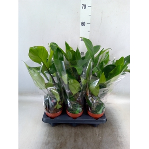 Philodendron   ...