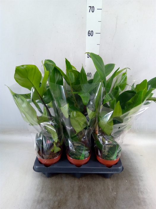 <h4>Philodendron   ...</h4>