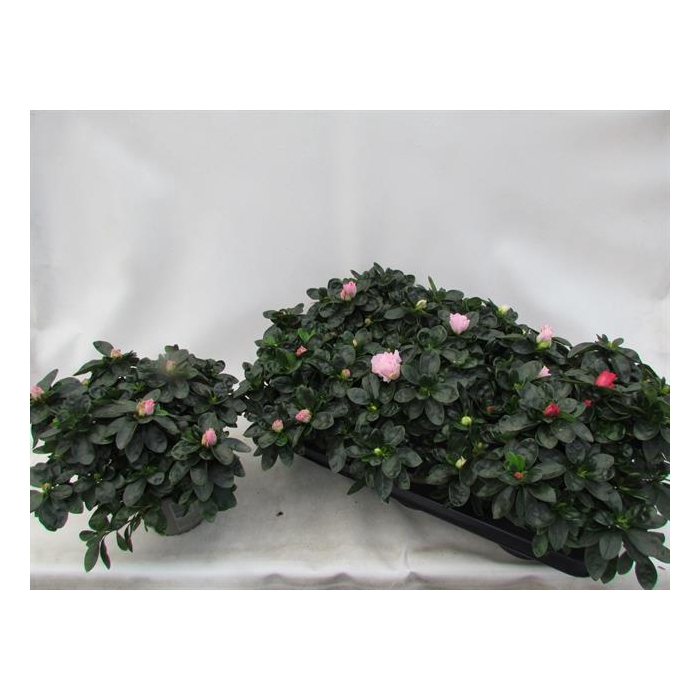 <h4>Rhododendron simsii Hellmut Vogel mix 14Ø 25cm 30Ø</h4>