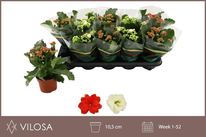 <h4>KAL GE GEM 2 KL</h4>