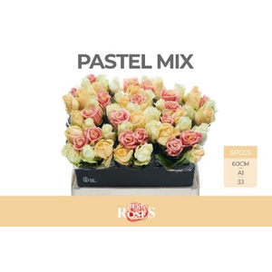 Rozen R GR Avalanche Pastel Mix