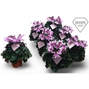 Cyclamen Exclusive® Petticoat Lightpink