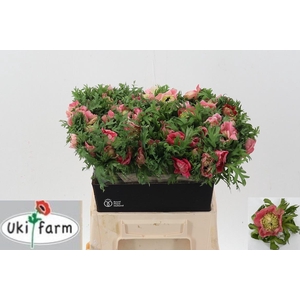 Anem Levante Rossa Chiaro