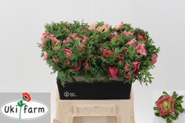 <h4>Anem Levante Rossa Chiaro</h4>