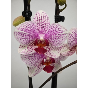 Phalaenopsis overig