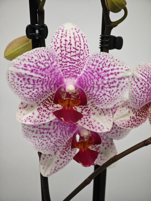 <h4>Phalaenopsis overig</h4>