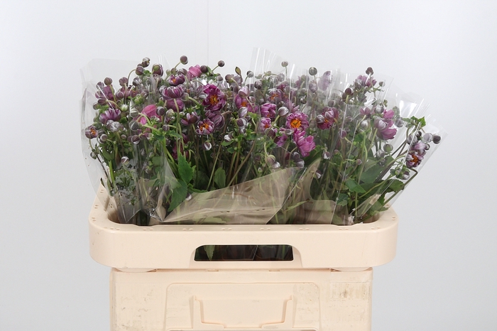 <h4>Anemone Cerise</h4>