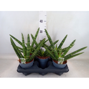 Sansevieria cyl. 'Boncel'
