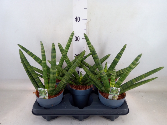 <h4>Sansevieria cyl. 'Boncel'</h4>