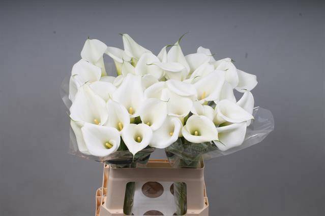 <h4>ZANT WHITE ART</h4>