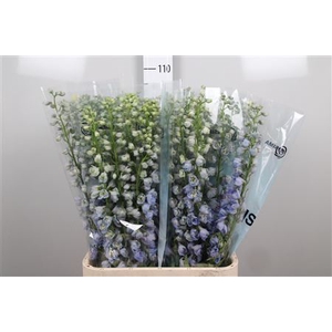 Delphinium DU 'Guardian Lavender'
