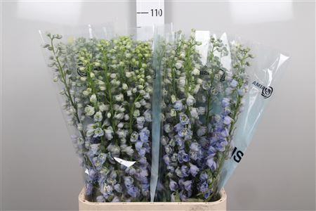 <h4>Delphinium DU 'Guardian Lavender'</h4>