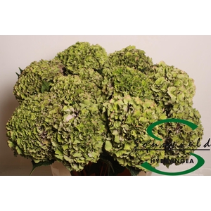 HYDR M ROY PARADE CL