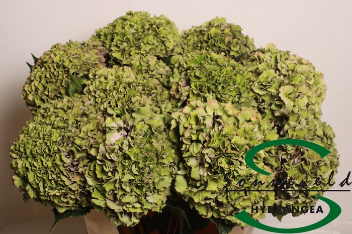 <h4>HYDR M ROY PARADE CL</h4>