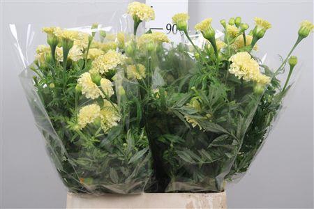 <h4>Tag Ov White</h4>