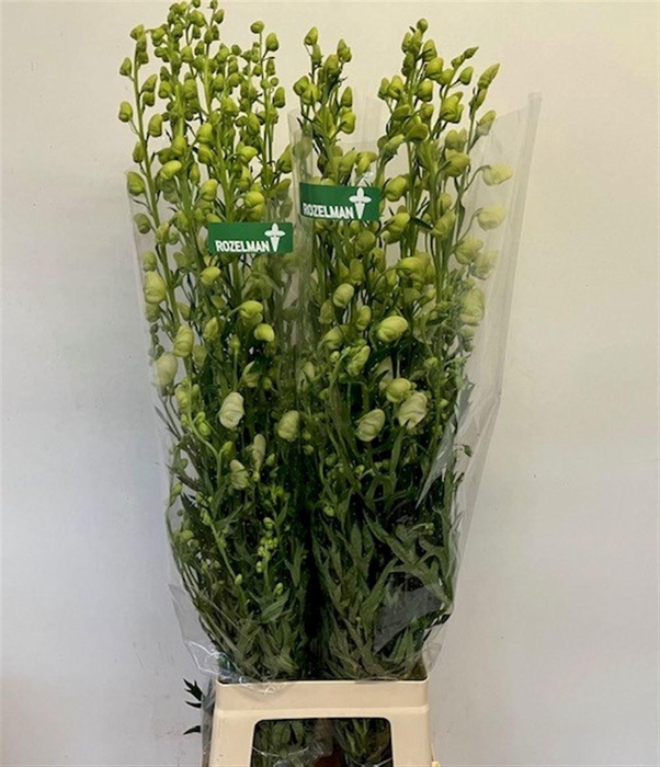 <h4>ACONI NA ALBUM</h4>