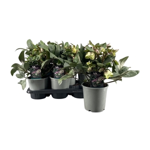 Helleborus ViV Valeria