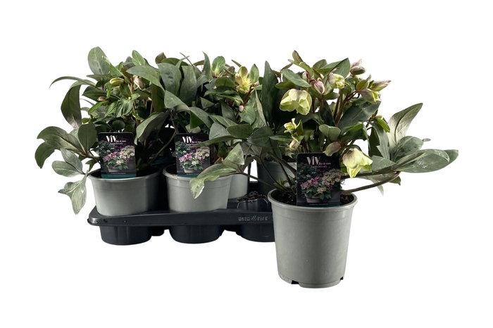 <h4>Helleborus ViV Valeria</h4>