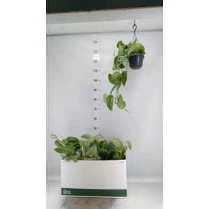Scindapsus pictus 'Trebie'