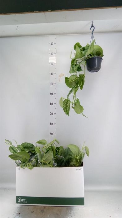 <h4>Scindapsus pictus 'Trebie'</h4>