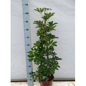 Schefflera arb. Compacta 21Ø 110cm 2pp