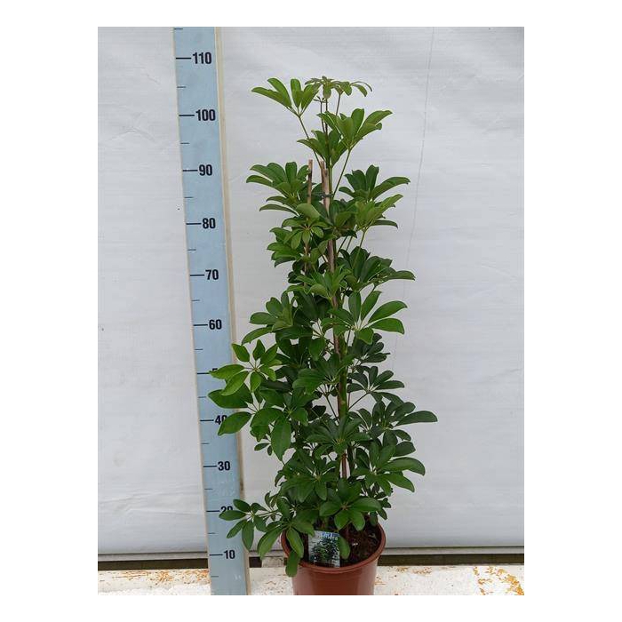 <h4>Schefflera arb. Compacta 21Ø 110cm 2pp</h4>
