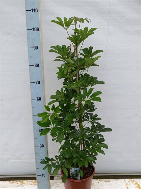 Schefflera arb. Compacta 21Ø 110cm 2pp