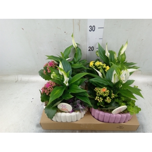 Arr.   Planten L%