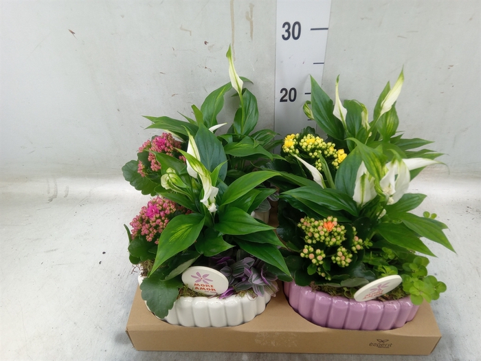 <h4>Arr.   Planten L%</h4>