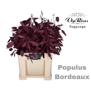 EUCA POPULUS BES BORDEAUX