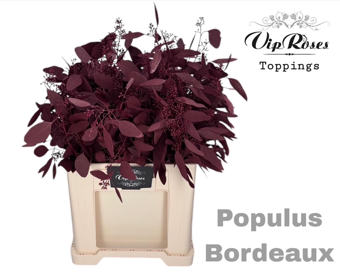 <h4>EUCA POPULUS BES BORDEAUX</h4>